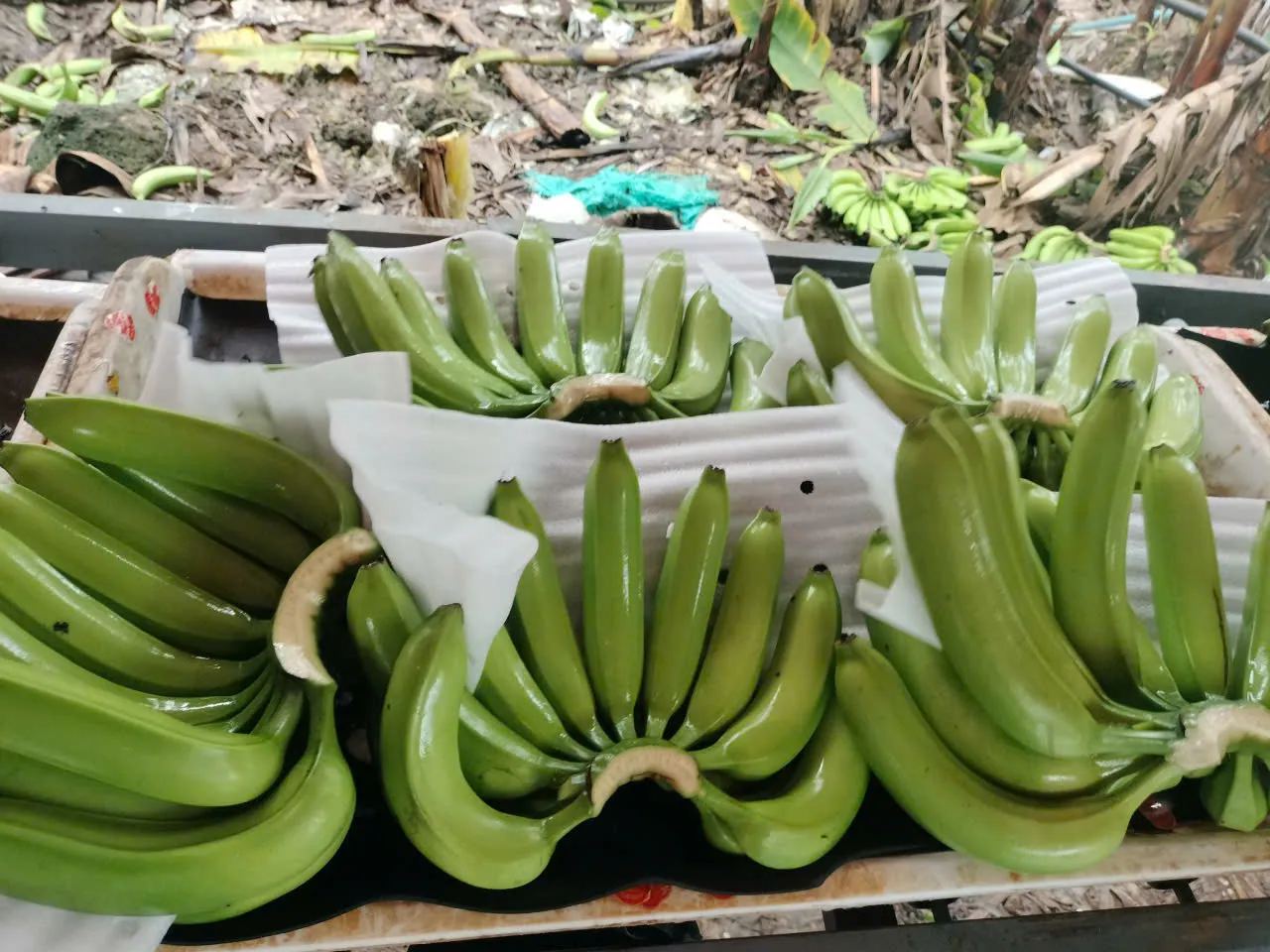 Banana