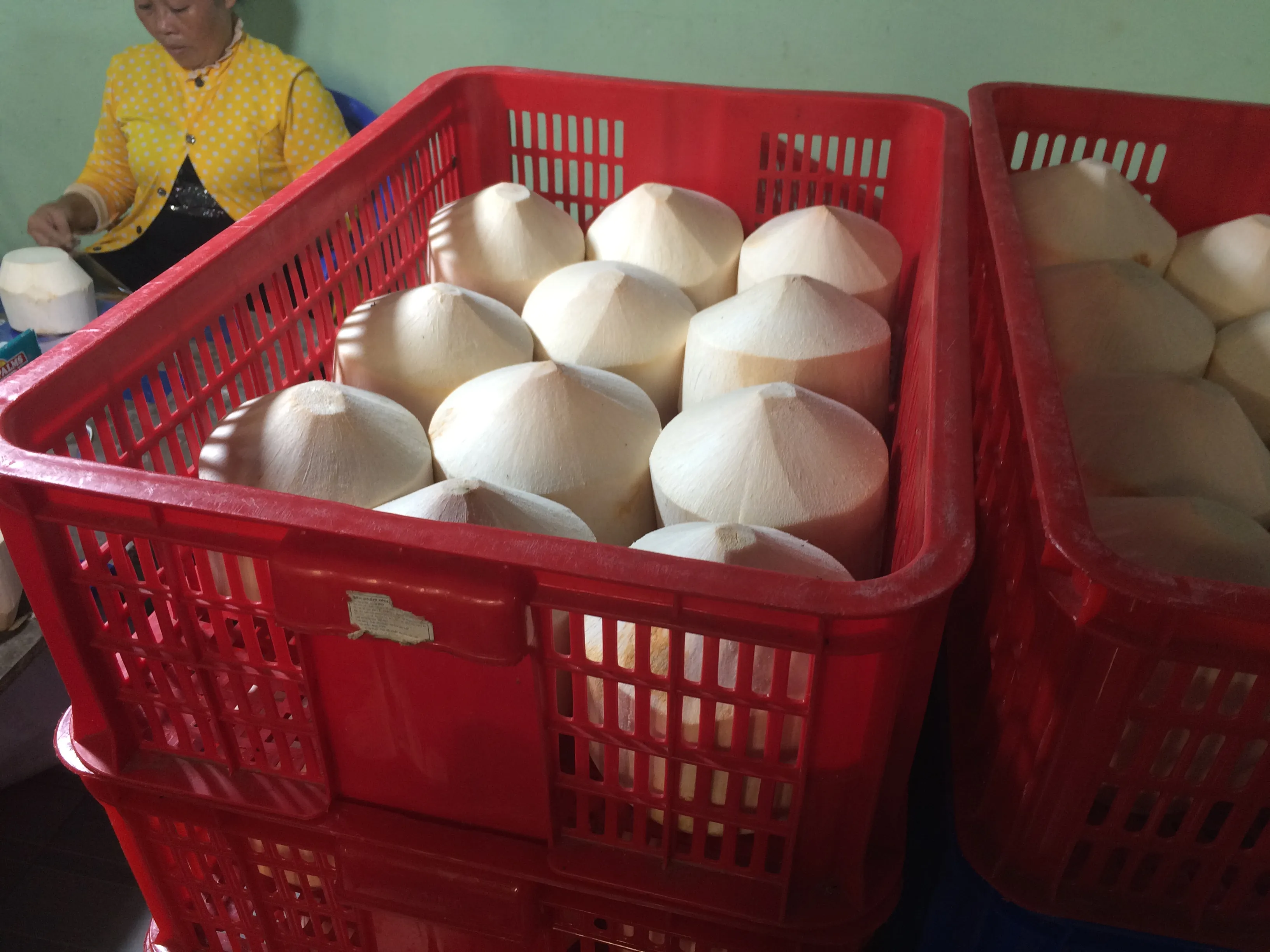 Coconut