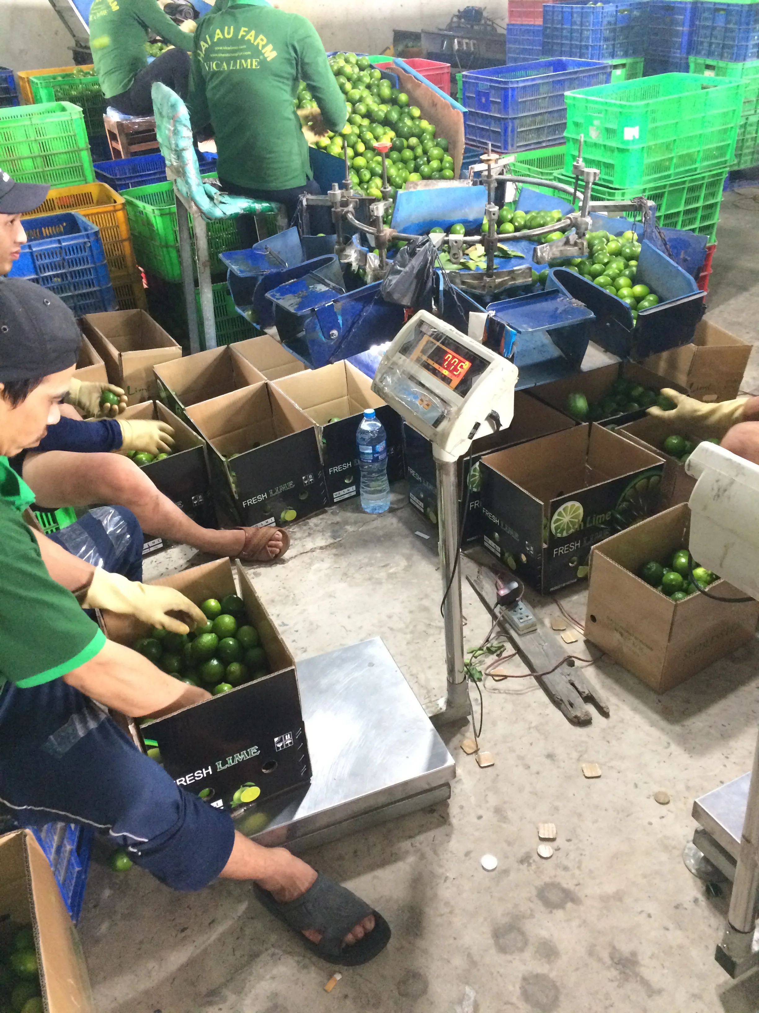 Lime packing floor, grading and boxing for export