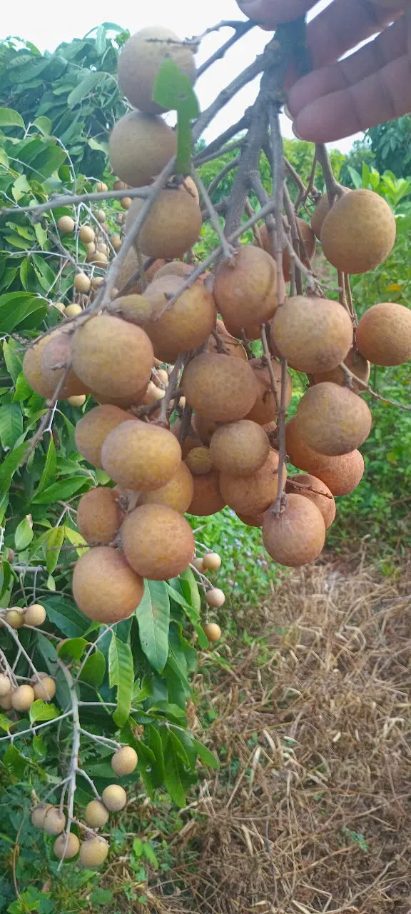 Longan