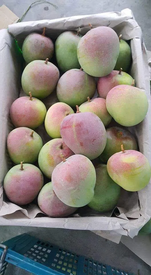 Mango